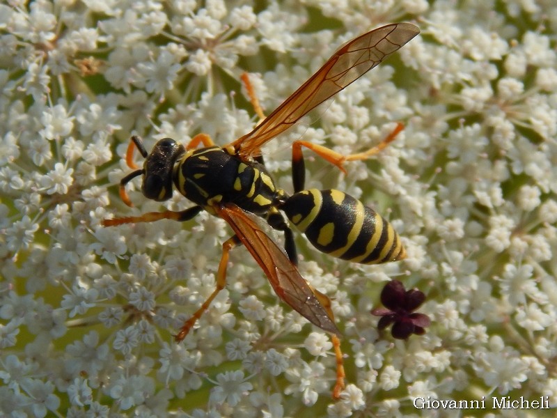 Vespidae: Polistes gallicus